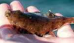 I believe this is a horny headed turbot I believe this is a horny headed turbot