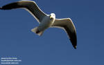 California gull, no, wait, Herring gull, no wait, ring billed gull... (It's a herring gull.) California gull, no, wait, Herring gull, no wait, ring billed gull... (It's a herring gull.)