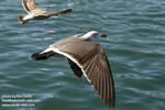 Heerman's gull Heerman's gull