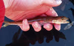 The lizard fish will eat your soul. And small puppies. The lizard fish will eat your soul. And small puppies.