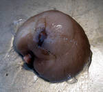Moon snail Moon snail
