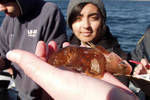 An octopus eating a rockfish An octopus eating a rockfish