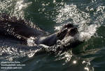 Male sea lion checking out the boat Male sea lion checking out the boat