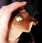 Moon snail with mantle up Moon snail with mantle up