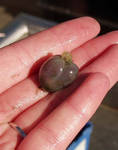 Sea grape - this thing is really cool to watch Sea grape - this thing is really cool to watch