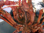 Lobsters have complicated mouth parts ;) Lobsters have complicated mouth parts ;)