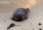 seal2.jpg seal2.jpg