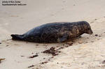 seal3.jpg seal3.jpg