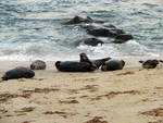 sealpile.jpg sealpile.jpg