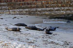 sealpile2.jpg sealpile2.jpg