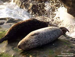 seals2.jpg seals2.jpg