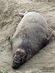 Adult male elephant seal Adult male elephant seal