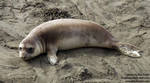 Young elephant seal Young elephant seal