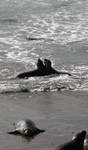 Sparring in the shallows Sparring in the shallows