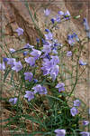 purpleflowers purpleflowers