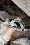 chipmunk chipmunk