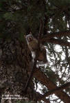Apparently I'm really good at making squirrel noises. Apparently I'm really good at making squirrel noises.