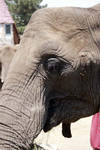 African elephant African elephant