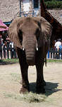 elephant1 elephant1