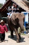elephant2 elephant2