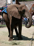 elephant3 elephant3