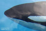 Kiska underwater Kiska underwater