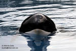 Kiska Kiska