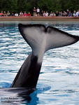 Kiska's flukes Kiska's flukes