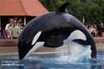 Kiska bowing Kiska bowing