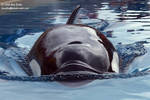 Kiska Kiska