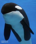 Kiska Kiska