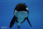 Kiska Kiska