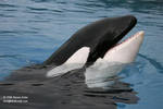 Kiska Kiska