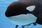 Kiska Kiska