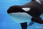 Kiska Kiska