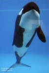 Kiska Kiska
