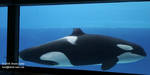 Nootka Nootka