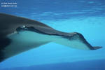 Nootka's flukes Nootka's flukes