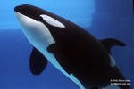 Nootka Nootka