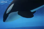 Nootka Nootka