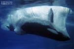 Kiska Kiska