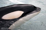 082 -Athena 082 -Athena