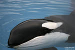 9168 - Kiska 9168 - Kiska