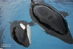 9170 - Athena and Kiska 9170 - Athena and Kiska