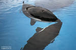 9176 - Kiska and Athena 9176 - Kiska and Athena