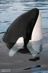 9182 - Kiska 9182 - Kiska