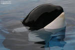9184 - Kiska 9184 - Kiska
