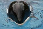 9185 - Kiska 9185 - Kiska