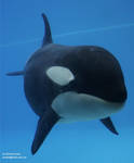 9201 - Athena 9201 - Athena