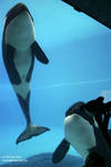 9208 - Athena and Kiska 9208 - Athena and Kiska
